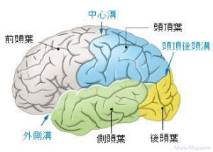 認知症は脳の萎縮、わがままや暴言に