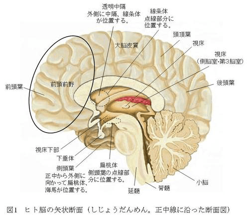 思考能力の低下は脳のネットワーク異常