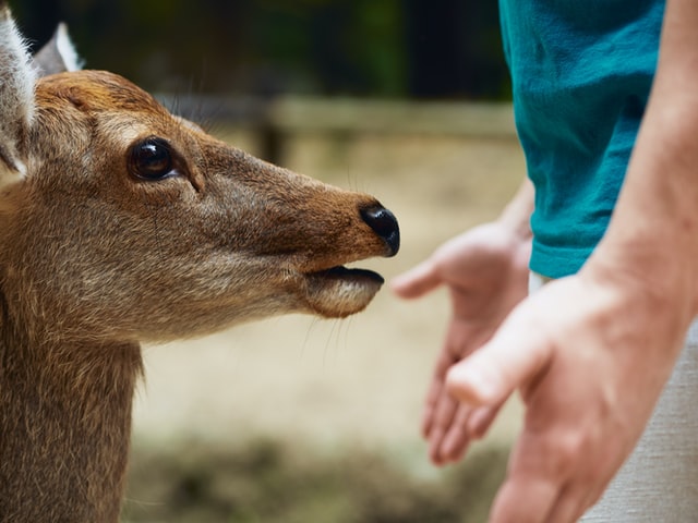 【まとめ】ニートの就職支援の実態について【奈良編】